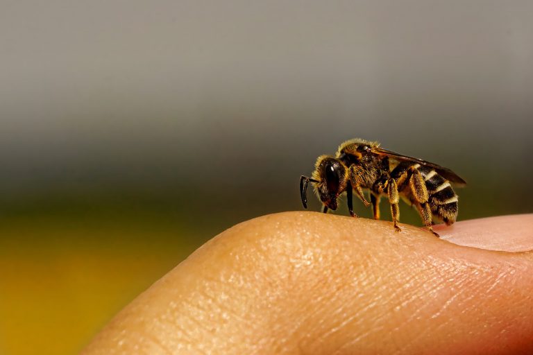 World Bee Day 2020 – Wild- und Honigbienen – Einblicke in eine faszinierende Welt