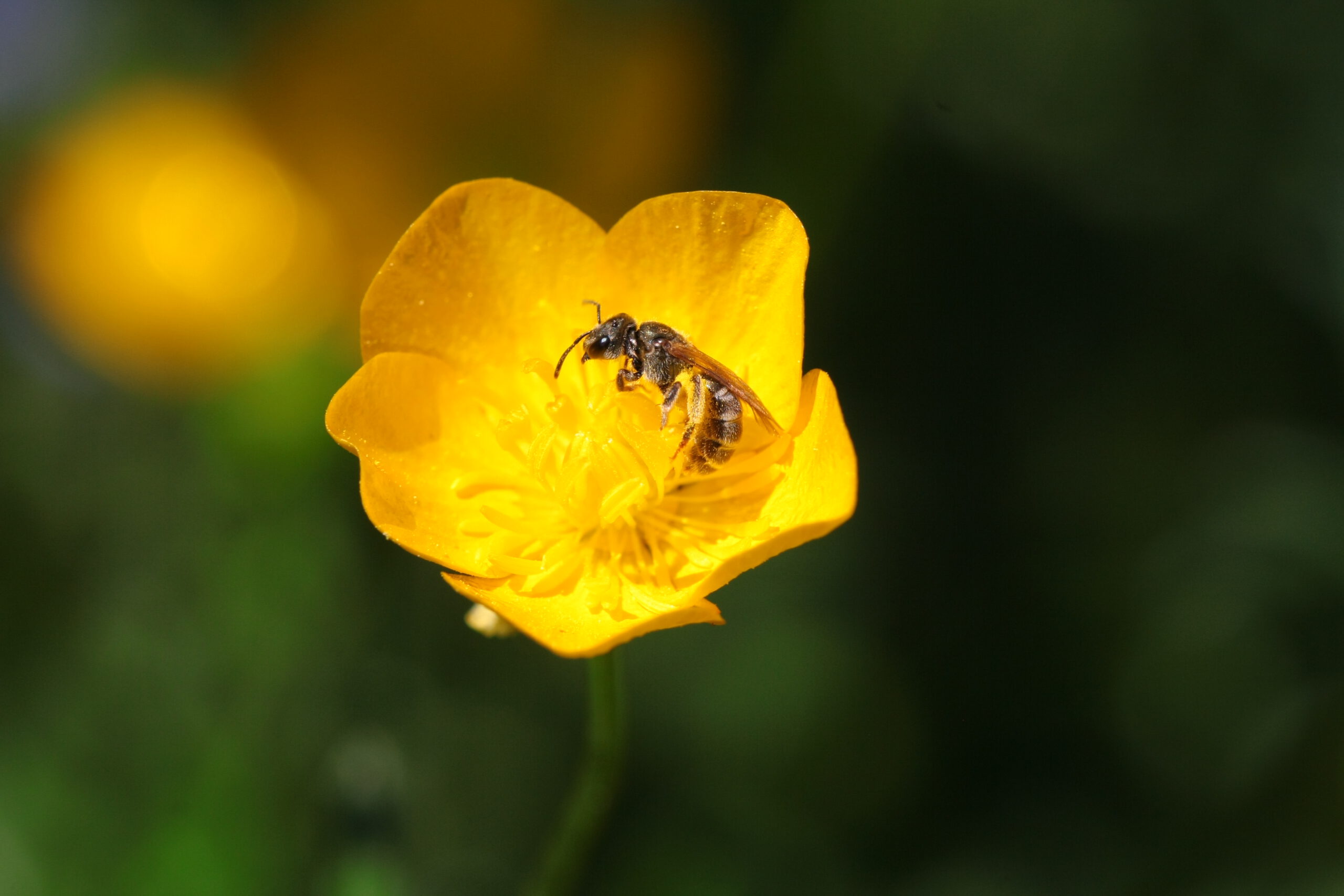 Lebensraum für Wildbienen und Insekten schaffen